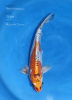 Japanse koi karper 39cm "Doitsu Beni Kikokuryu", Dieren en Toebehoren, Vissen | Vijvervissen, Karper of Koi