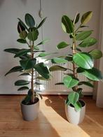 Kamerplant, Huis en Inrichting, Kamerplanten, 100 tot 150 cm, Ficus, Halfschaduw, Ophalen