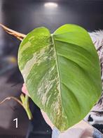 Monstera Variegata Stek, Ophalen of Verzenden, Vaste plant, Overige soorten, Halfschaduw