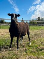 Volwassen zwartbles dekram, Dieren en Toebehoren, Schapen, Geiten en Varkens, Mannelijk, Schaap, 0 tot 2 jaar