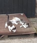 Boerderij kittens