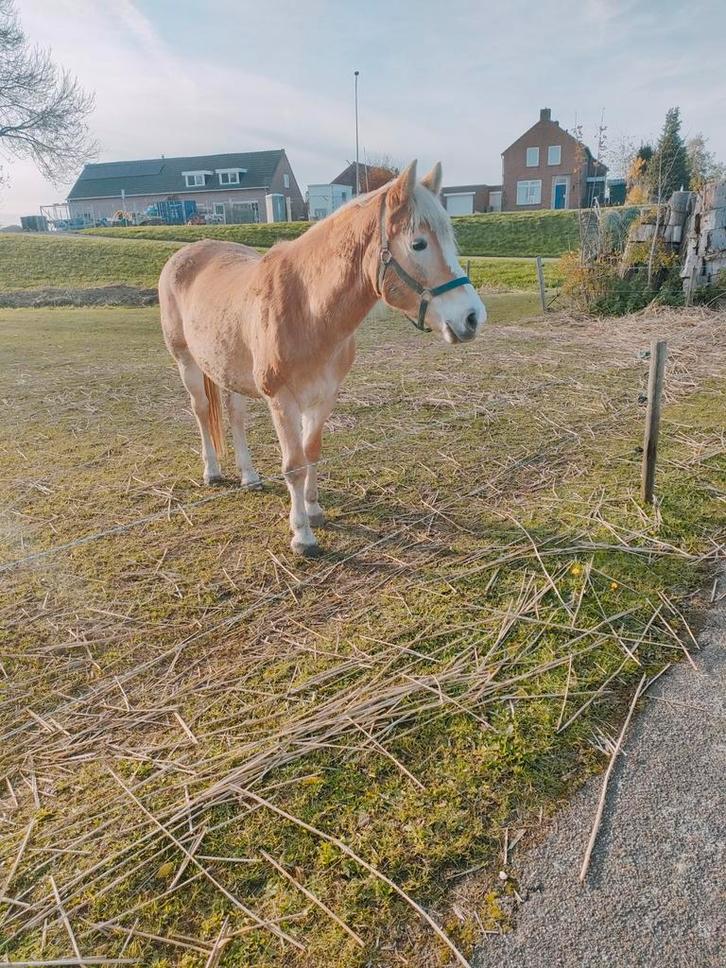 Haflinger merrie, Dieren en Toebehoren, Pony's, Merrie