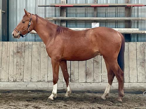 3 jarige Vigotendro Z x Andiamo ruin, Dieren en Toebehoren, Paarden, Ruin, Onbeleerd, 170 tot 175 cm, 3 tot 6 jaar, Springpaard