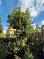 Meerstammige laurierboom, Tuin en Terras, Planten | Bomen, Ophalen, Halfschaduw, Overige soorten, Lente