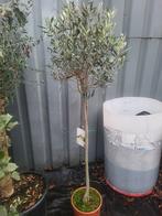 Olijfbomen 2 voor 50 euro, Volle zon, Ophalen of Verzenden, 100 tot 250 cm, Olijfboom