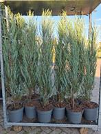 Juniperus scopulorum 'Blue Arrow' - Zuilvormige Jeneverbes, Ophalen of Verzenden, Conifeer, Struik, 100 tot 250 cm