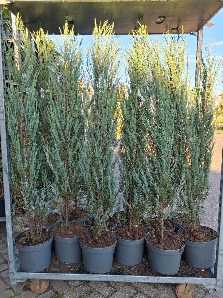 Juniperus scopulorum 'Blue Arrow' - Zuilvormige Jeneverbes, Tuin en Terras, Planten | Struiken en Hagen, Struik, Conifeer, 100 tot 250 cm