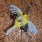 Opgezette Kanarie in Vliegpositie, Ophalen of Verzenden, Nieuw, Vogel, Opgezet dier