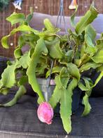 Krullende Cactus-Epiphyllum gu. Monstruosa stekje, Huis en Inrichting, Overige soorten, Minder dan 100 cm, Bloeiende kamerplant