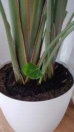 Prachtige grote Strelitzia nicolai., Huis en Inrichting, Kamerplanten, Overige soorten, In pot, Volle zon, 200 cm of meer