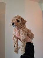 Middenslag poedel pups (raszuiver) abrikoos, Dieren en Toebehoren, Poedel, 8 tot 15 weken, Meerdere, Meerdere dieren