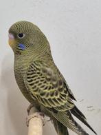 Grasparkieten blackface, Dieren en Toebehoren, Vogels | Parkieten en Papegaaien, Mannelijk, Parkiet