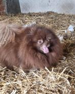Lief choco Pomeranian teefje, Dieren en Toebehoren, België, Particulier, Keeshond, Teef