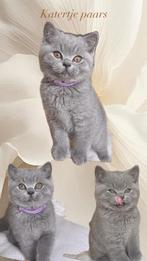 Prachtige raszuivere Brits korthaar kittens met stamboom, Met stamboom