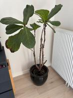 Ficus Lyrata, Huis en Inrichting, Ophalen, Ficus