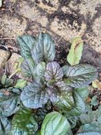 3x Kruipend Zenegroen (Ajuga reptans), Tuin en Terras, Planten | Tuinplanten, Ophalen