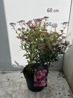Spiraea Japonica Dart's Red, Tuin en Terras, Planten | Tuinplanten, Volle zon, Vaste plant, Zomer, Ophalen