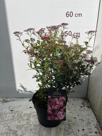 Spiraea Japonica Dart's Red beschikbaar voor biedingen