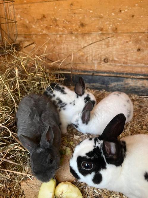 Mini rex konijnen, Dieren en Toebehoren, Konijnen, Meerdere dieren