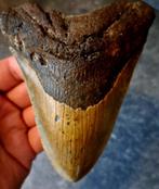Megalodon Tand- USA- South Carolina ORIGINEEL	12.4x9.5x2.2	c, Ophalen of Verzenden, Fossiel
