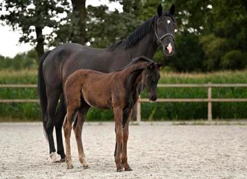 Elegante zwarte merrie met chique merrie veulen beschikbaar voor biedingen