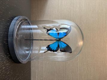 Vlinder in stolp beschikbaar voor biedingen