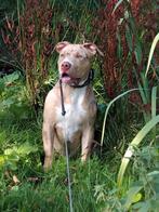 American bully.   Bully xl.     Pitbull.   Puppy, Dieren en Toebehoren, 15 weken tot 1 jaar, Overige rassen, Teef, Eén hond