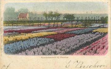 (388-204-027) Haarlem Hyacinthenveld beschikbaar voor biedingen