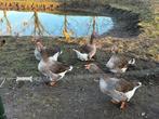5 Toulouse ganzen, Dieren en Toebehoren, Geslacht onbekend, Gans of Zwaan