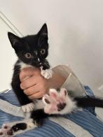 5 Lieve kittens zoeken een nieuw huisje!, Dieren en Toebehoren, Katten en Kittens | Overige Katten, Meerdere dieren