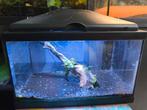 Aquarium 18 liters nano met toebehoren wortel met planten, Ophalen, Gebruikt