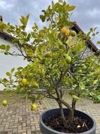 Citrusboom Citroen, Tuin en Terras, Vaste plant, Fruitplanten, Lente, Ophalen
