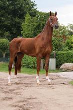 Mooie 3 jarige tuigpaard merrie, Merrie, Gechipt, 3 tot 6 jaar, 160 tot 165 cm