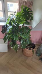 Grote XXL Monstera inclusief mand, Huis en Inrichting, 100 tot 150 cm, Overige soorten, In pot, Groene kamerplant