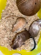 3 gerbils mannetjes, Dieren en Toebehoren, Knaagdieren, Mannelijk, Overige typen, Tam, September