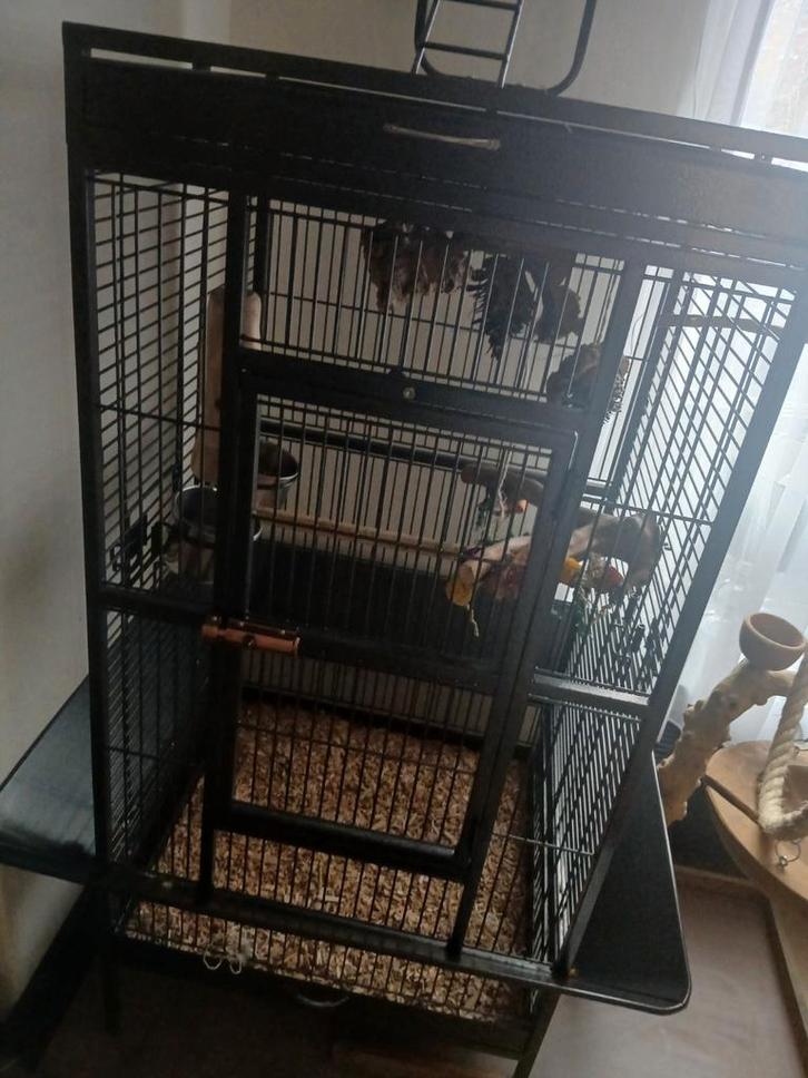 Papegaai kooi met javaboom, Dieren en Toebehoren, Vogels | Hokken en Kooien, Zo goed als nieuw, Vogelkooi, Metaal, Ophalen of Verzenden