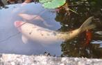 Koikarper, Dieren en Toebehoren, Vissen | Vijvervissen, Karper of Koi