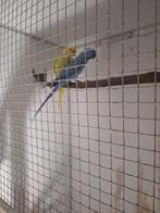 Vogels, Dieren en Toebehoren, Vogels | Parkieten en Papegaaien, Meerdere dieren, Parkiet, Geringd