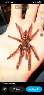 Psalmopoeus irminia spin