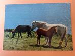 paard kaart poppverlag Ierse paarden aan de zee., Ophalen, 1960 tot 1980, Ongelopen, Paard