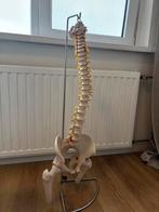 Wervelkolom Model - Skelet Anatomie, Diversen, Ophalen of Verzenden, Zo goed als nieuw