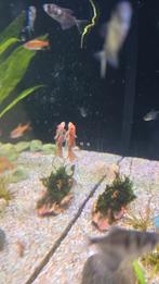 Ancistrus longfin reds, Dieren en Toebehoren, Vis