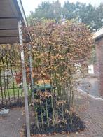 Te koop: 11 meter lange beukenhaag (groen), Tuin en Terras, Ophalen, Bloeit niet, Halfschaduw, Overige soorten