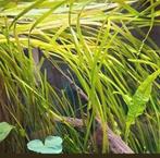Vallisneria - ook verzenden, Dieren en Toebehoren, Vissen | Aquaria en Toebehoren, Ophalen of Verzenden, Zo goed als nieuw, Plant(en), Steen of Hout