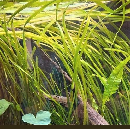 Vallisneria - ook verzenden, Dieren en Toebehoren, Vissen | Aquaria en Toebehoren, Zo goed als nieuw, Plant(en), Steen of Hout