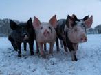 Buitenvarkens & biggen aangeboden!, Meerdere dieren, Varken, 0 tot 2 jaar