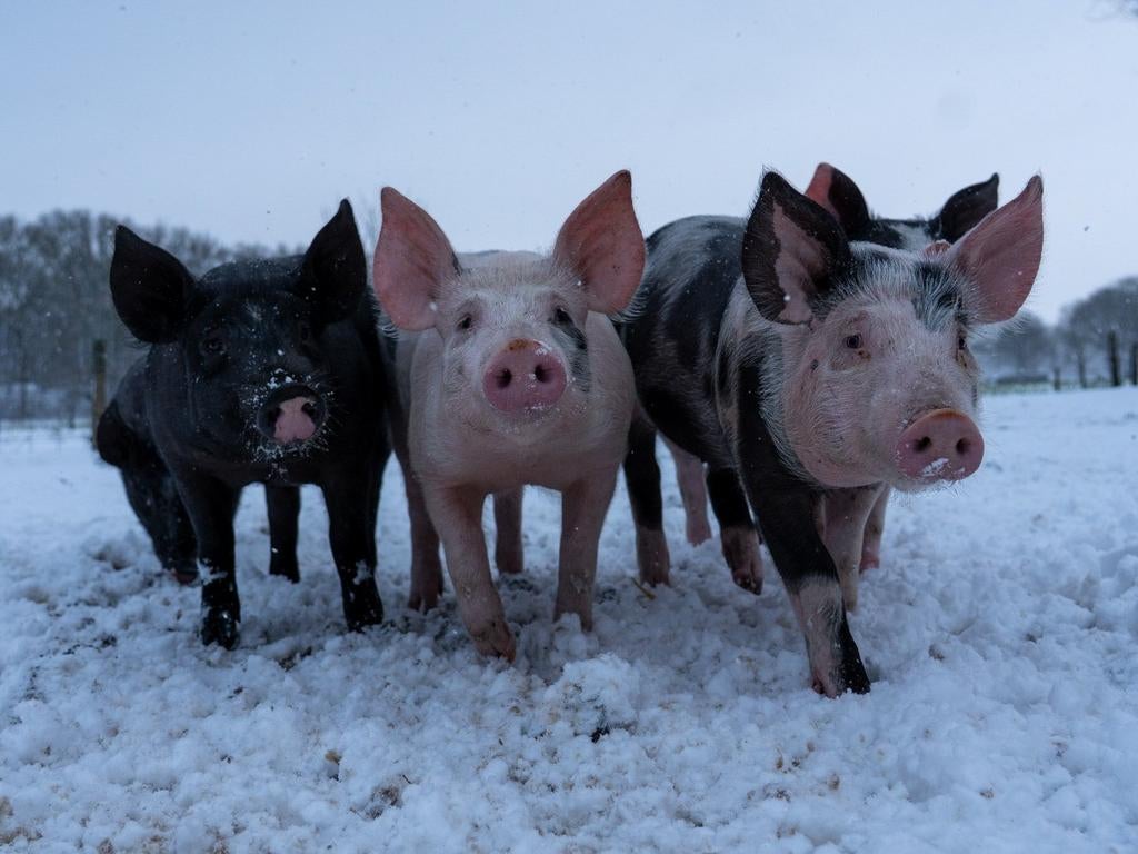 Buitenvarkens & biggen aangeboden!, Dieren en Toebehoren, Schapen, Geiten en Varkens, Varken, Meerdere dieren, 0 tot 2 jaar