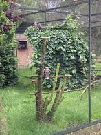 Kookaburra s, Meerdere dieren, Tropenvogel