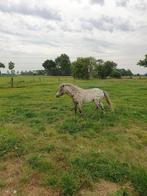 PONY APPALOOSA  HENGST, Dieren en Toebehoren, Pony's, 0 tot 2 jaar, Hengst, A pony (tot 1.17m), Onbeleerd