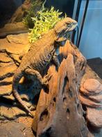 Baardagaam “leatherback” Vrouw, Dieren en Toebehoren, Reptielen en Amfibieën, Hagedis
